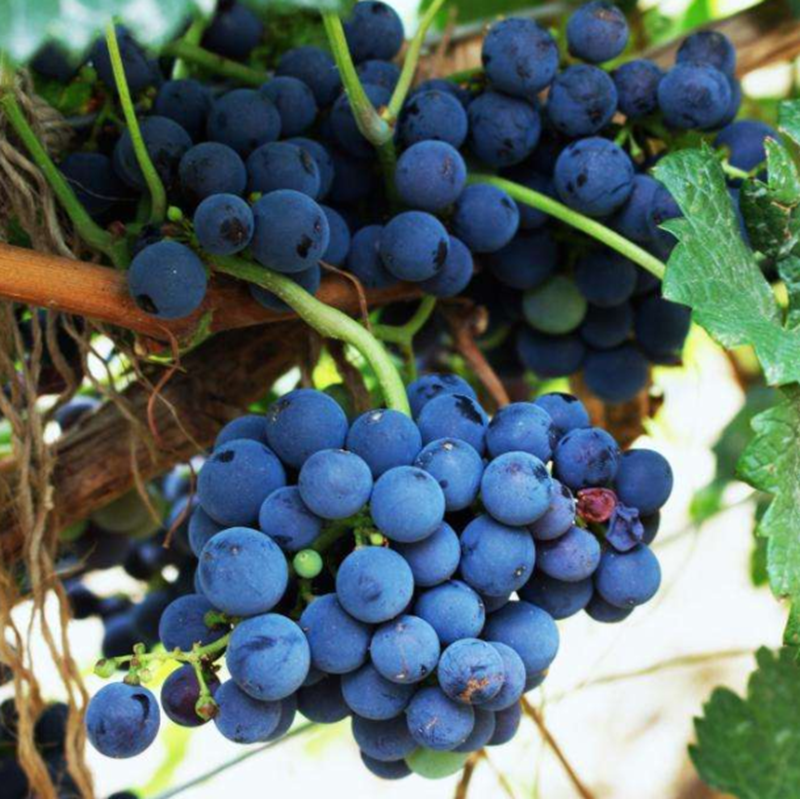 马瑟兰 - 三道湾葡萄庄园 三道湾果园